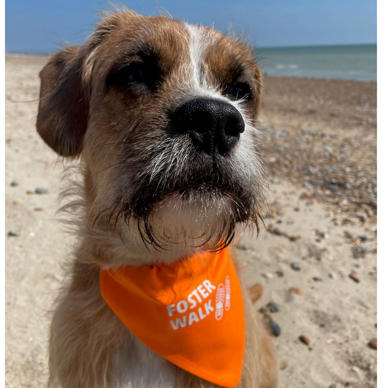 Dog Bandana
